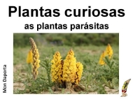 Plantas curiosas. As plantas parásitas